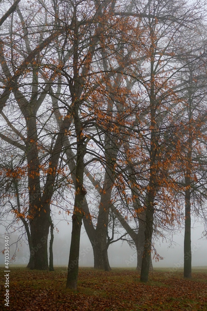 Autumn fog. November in the park. Mystic. Deciduous tall trees. Silhouettes. Landscape. Autumn fog. November in the park. Mystic. Deciduous tall trees. Silhouettes. Landscape.