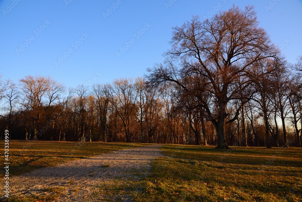 Fototapeta premium Landschaft, Natur, Winter, Klimawandel, warm, Deutschland, Himmel, blau, Wald, Baum, Gras, Wiese, Jahreszeit, gelb, sonnig, Straße, Linde, Blatt, Schwäbische Alb, Giengen, Farbe, Holz, außerhalb, Ast,