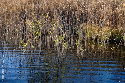 November on the lake. Coastal reeds and reflection in the water. Waves.