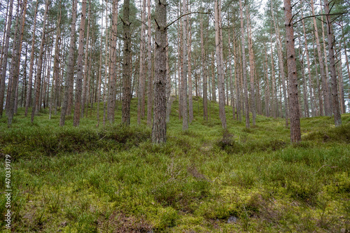 Lush green undergrowth in a pine forest
