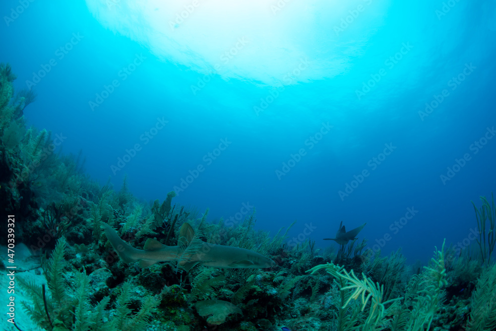 Obraz premium underwater scene with coral reef