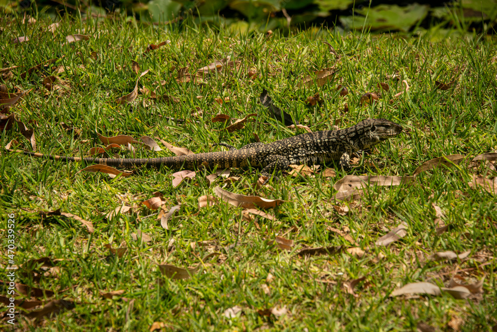 Overo lizard on grass in Rocha, Uruguay. Overo lizard on grass in Rocha, Uruguay.