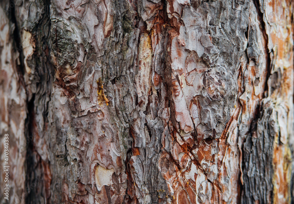 Obraz premium The texture of the tree bark. Tree in the park close-up. Relief texture and background.