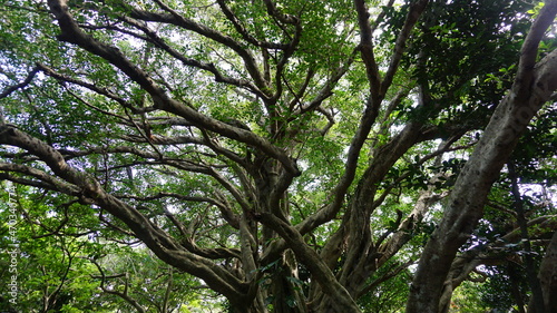 環境保全、野性味あふれるガジュマルの木