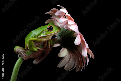 white-lipped tree frog perched on a flower