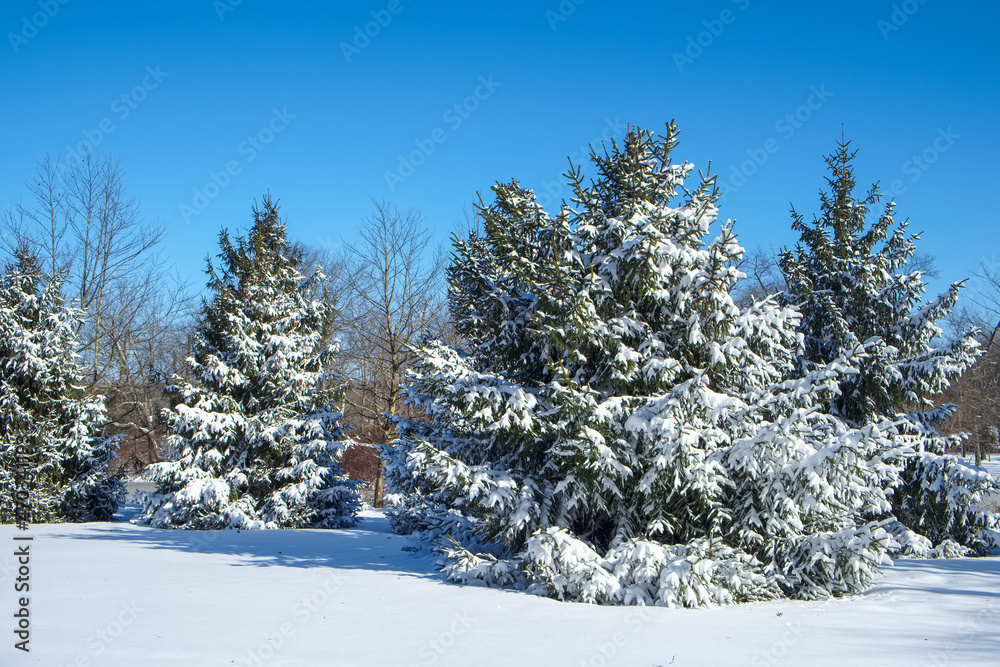 Obraz premium Snow covered pine trees after a major snowstorm strikes the Northeast region of the United States