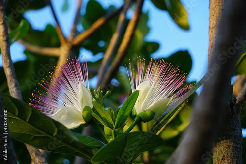 ゴバンのアシの花が二輪