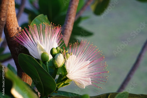 ゴバンノアシの花と蕾　絶滅危惧種