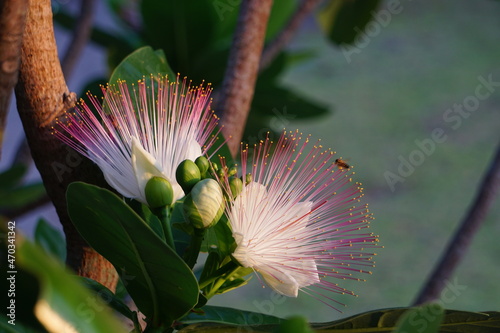 朝日を浴びるゴバンノアシ