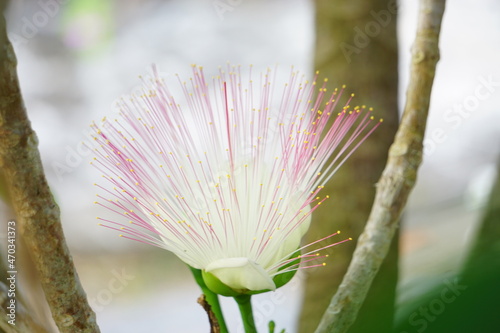 朝咲いて、すぐに枯れるゴバンノアシ