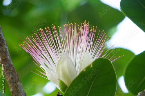 可愛い花、ゴバンノアシ