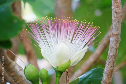 ゴバンノアシの花が開花