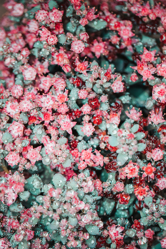 Fototapeta Naklejka Na Ścianę i Meble -  Lotus effect on pink and greenish flower