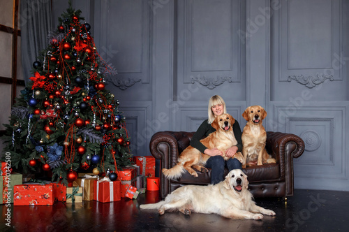beautiful caucasian girl sitting on the couch with three golden retrievers near the christmas tree. Christmas and New Year