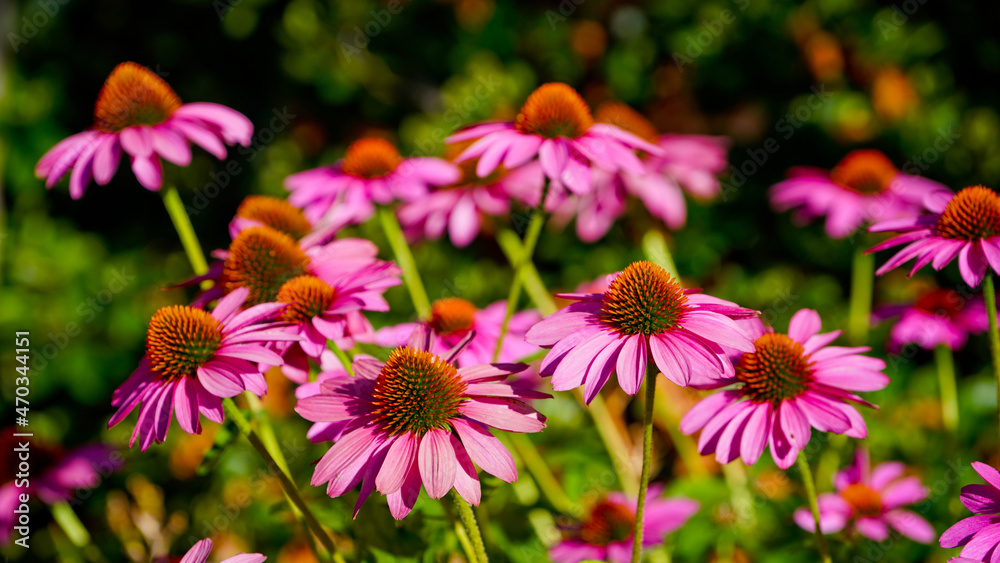 Flowers in the Garden Flowers in the Garden
