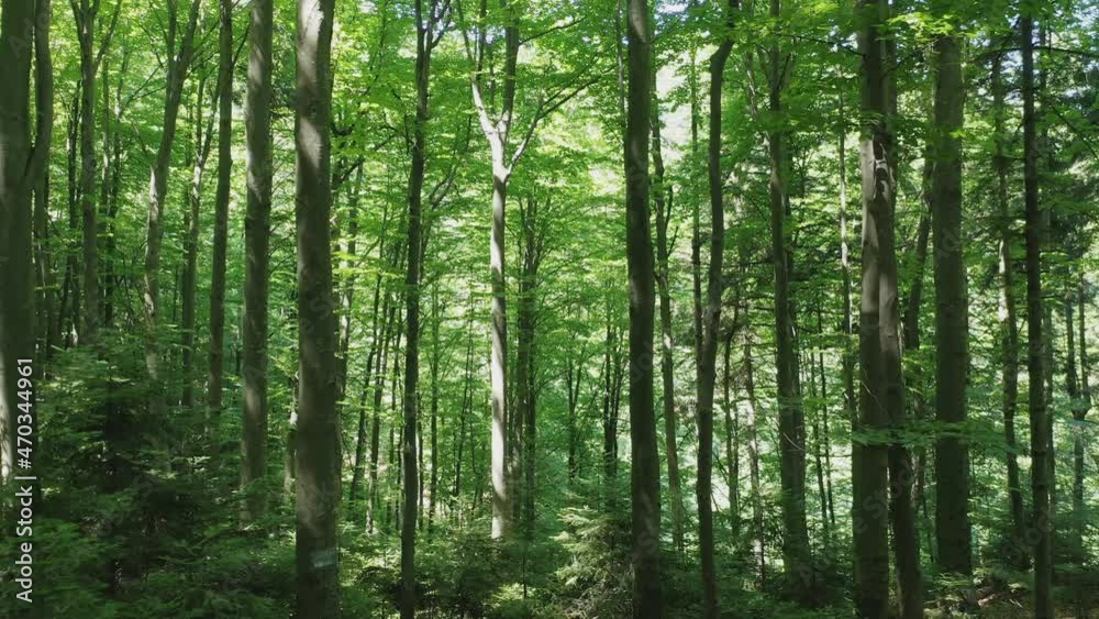 Green deciduous trees in the wild forest illuminated by the shining rays of the sun. Summer day in the deciduous wild forest. Green deciduous trees in the wild forest illuminated by the shining rays of the sun. Summer day in the deciduous wild forest.