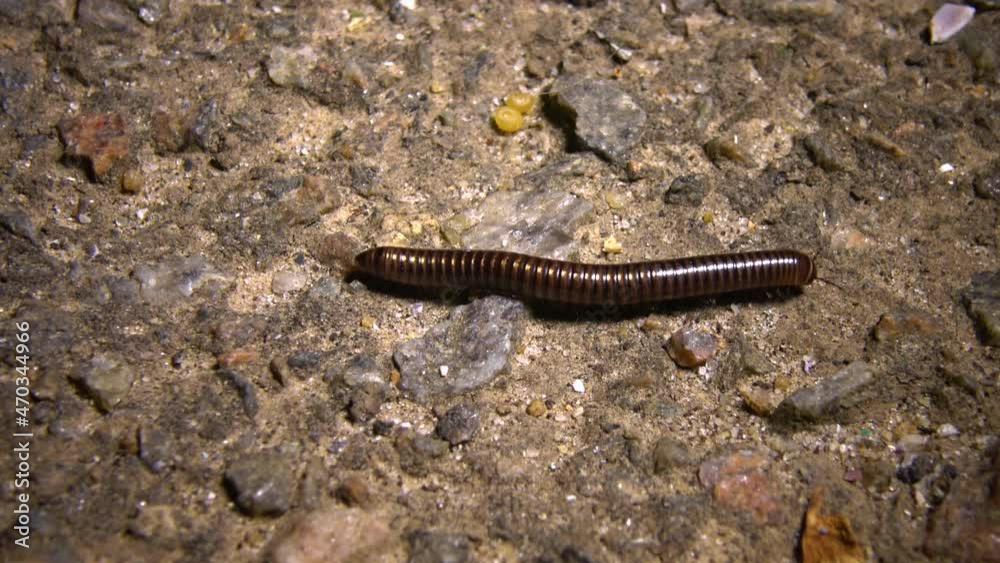 A small Julidae crawls quickly on the ground at night A small Julidae crawls quickly on the ground at night