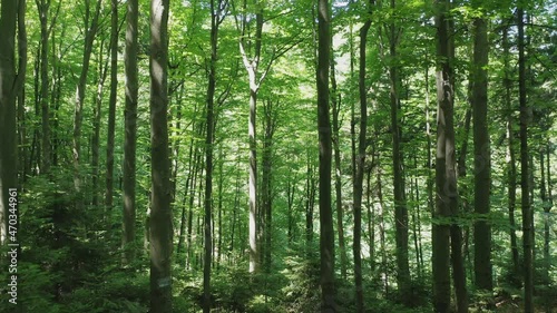 Wallpaper Mural Green deciduous trees in the wild forest illuminated by the shining rays of the sun. Summer day in the deciduous wild forest. Torontodigital.ca