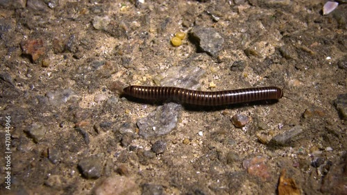 A small Julidae crawls quickly on the ground at night photo