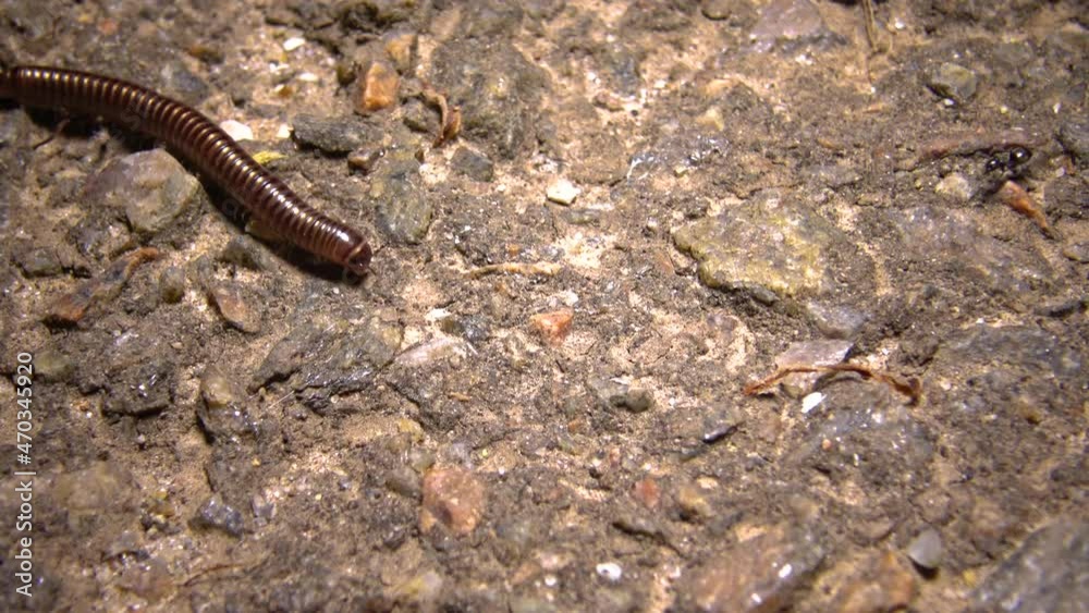 A small Julidae crawls quickly on the ground at night A small Julidae crawls quickly on the ground at night