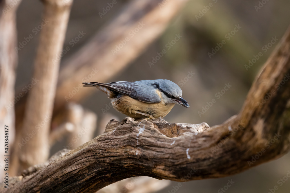 Obraz premium Eurasian Nuthatch, Barrel, Sitta europaea, a bird sings on a branch in the forest, a bird, a loud singing, birds singing in the forest.
