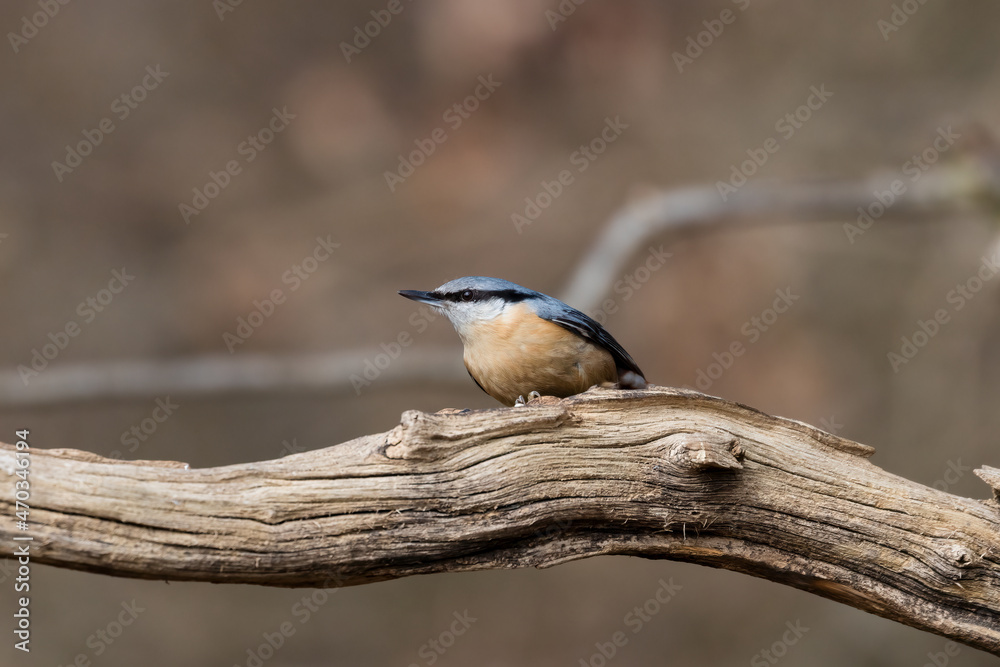 Obraz premium Eurasian Nuthatch, Barrel, Sitta europaea, a bird sings on a branch in the forest, a bird, a loud singing, birds singing in the forest.