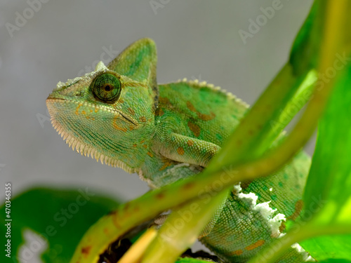Closeup of veiled chameleon (Chamaeleo calyptratus) among plants is a species of chameleon native to the Arabian Peninsula in Yemen and Saudi Arabia 