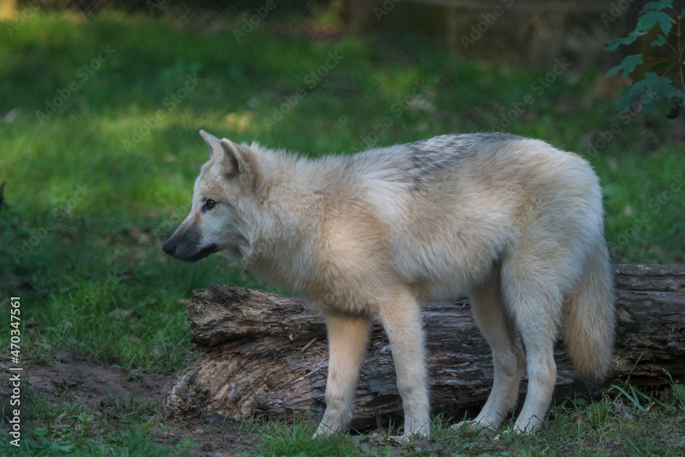 Naklejka premium A mongolian wolf in saarland at summer, copy space