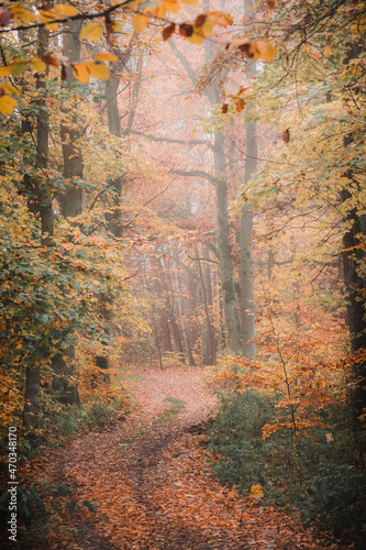 Footpath through autumn, foggy forest. 