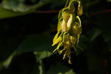 Acer negundo, box elder, boxelder maple or ash-leaved maple leaves and fruit close up shot