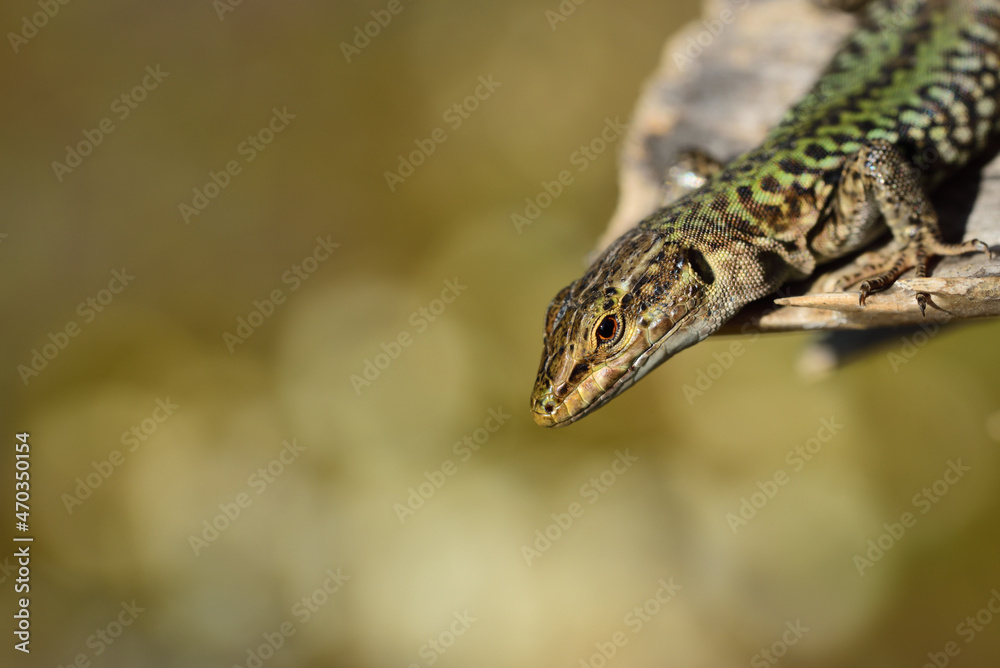 A green lizard looks into the picture from the top right corner. She is sitting on the dry branch of a prickly palm tree. In the background there is space for text with lots of light points A green lizard looks into the picture from the top right corner. She is sitting on the dry branch of a prickly palm tree. In the background there is space for text with lots of light points