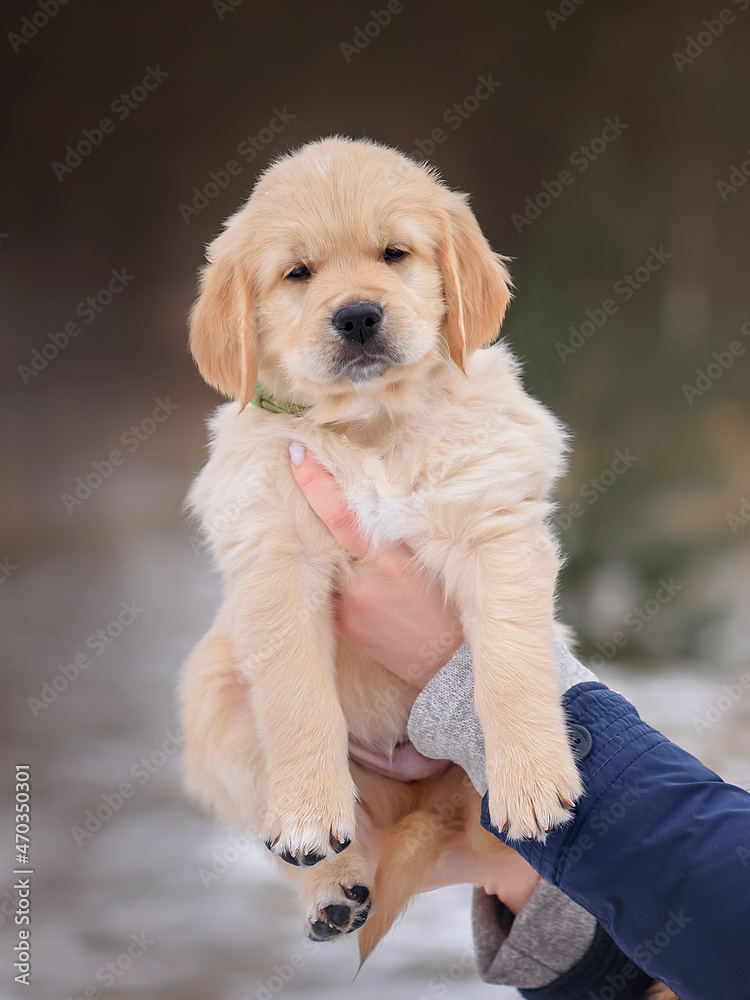 little puppy two months old golden retriever in the arms of a girl little puppy two months old golden retriever in the arms of a girl