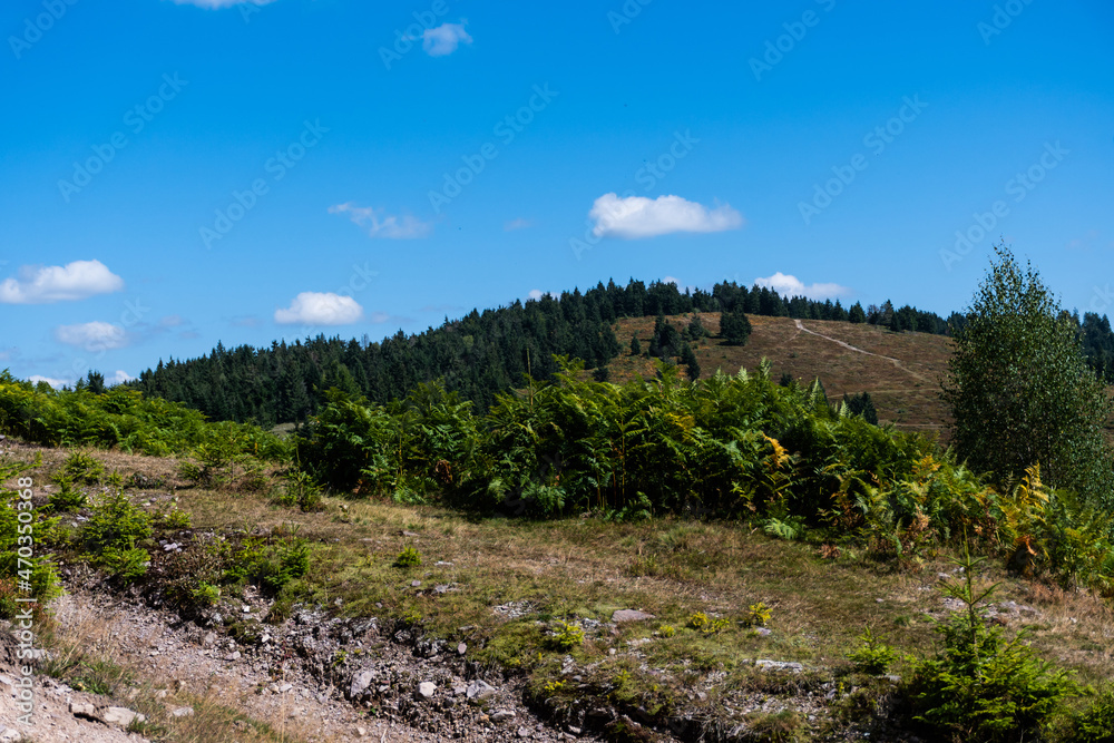 Landscape with coniferous forest, ferns and blackberries near Vartop village. Bihor, Romania.