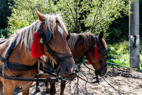 Horses harnessed to the cart, adorned with red tassels and bells. © Sulugiuc