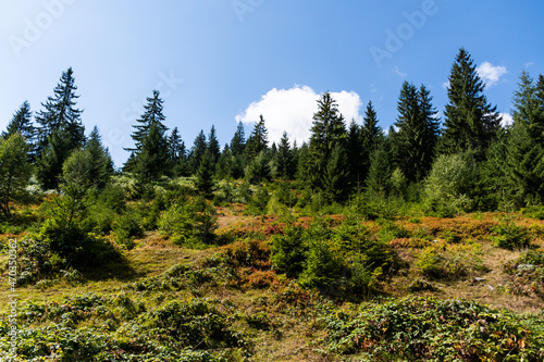 Landscape with coniferous forest and blackberries near Vartop village. Bihor, Romania.