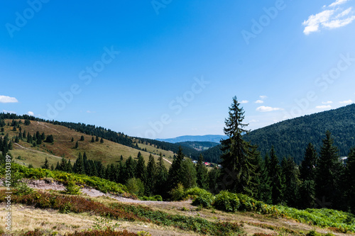 Landscape with coniferous forest, ferns, blackberries and Vartop village. Bihor, Romania.