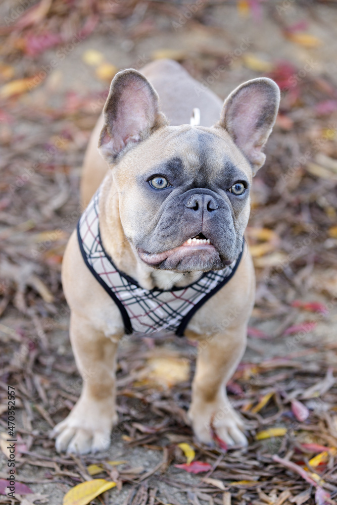 6-Month-Old Blue Sable Male Frenchie with Autumn Leaves Background. Off-leash dog park in Northern California.
