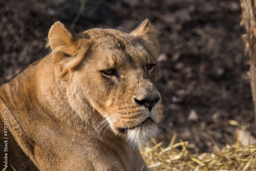 African lion, Panthera leo, female lion resting, beautiful large female, dangerous animal from the felidae family, very large predatory animal African lion, Panthera leo, female lion resting, beautiful large female, dangerous animal from the felidae family, very large predatory animal