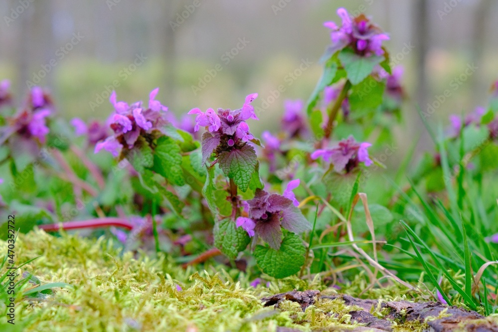 flowers in the garden