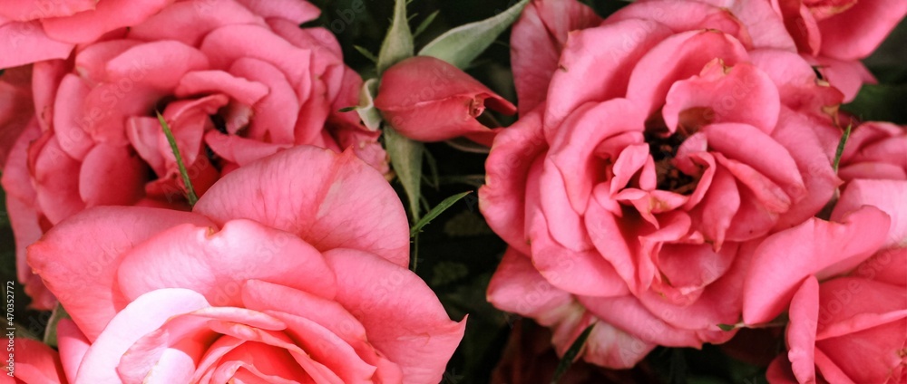 Fototapeta premium Beautiful blooming pink, coral roses flowers with green leaves growing in a summer garden. Natural background, gardening, summertime. Banner.