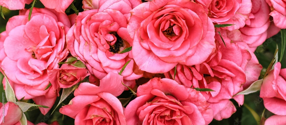 Beautiful blooming pink, coral roses flowers with green leaves growing in a summer garden. Natural background, gardening, summertime. Banner.