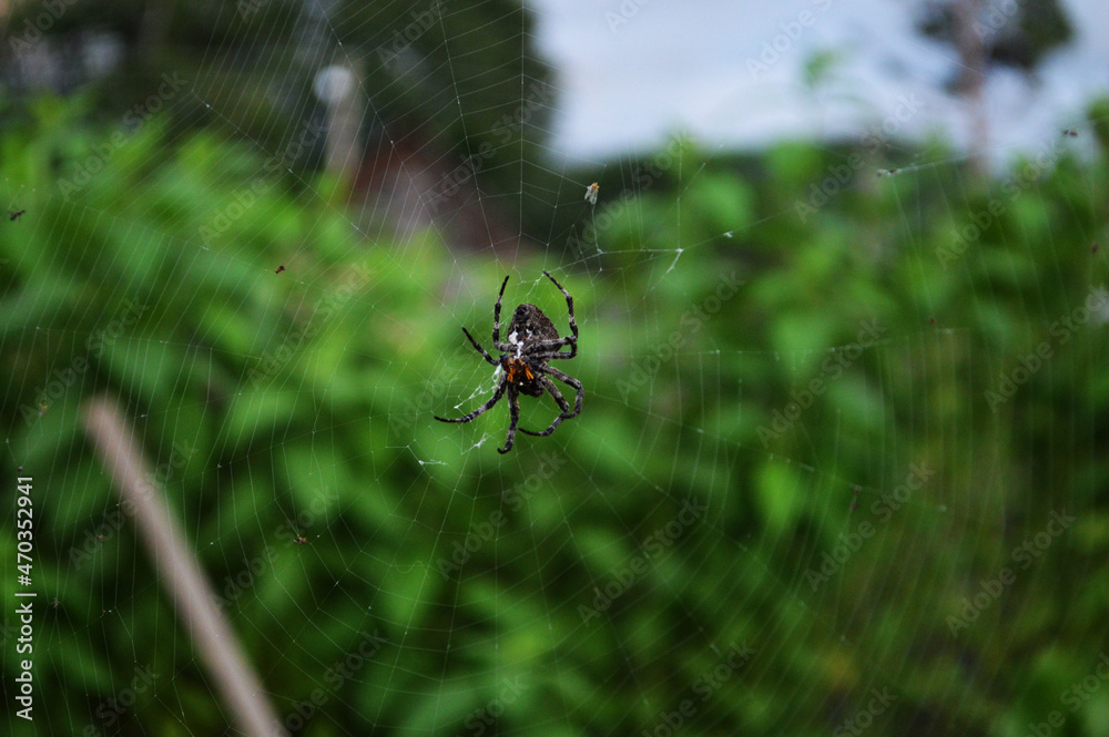 Close up of spider on web against the plants in garden Close up of spider on web against the plants in garden