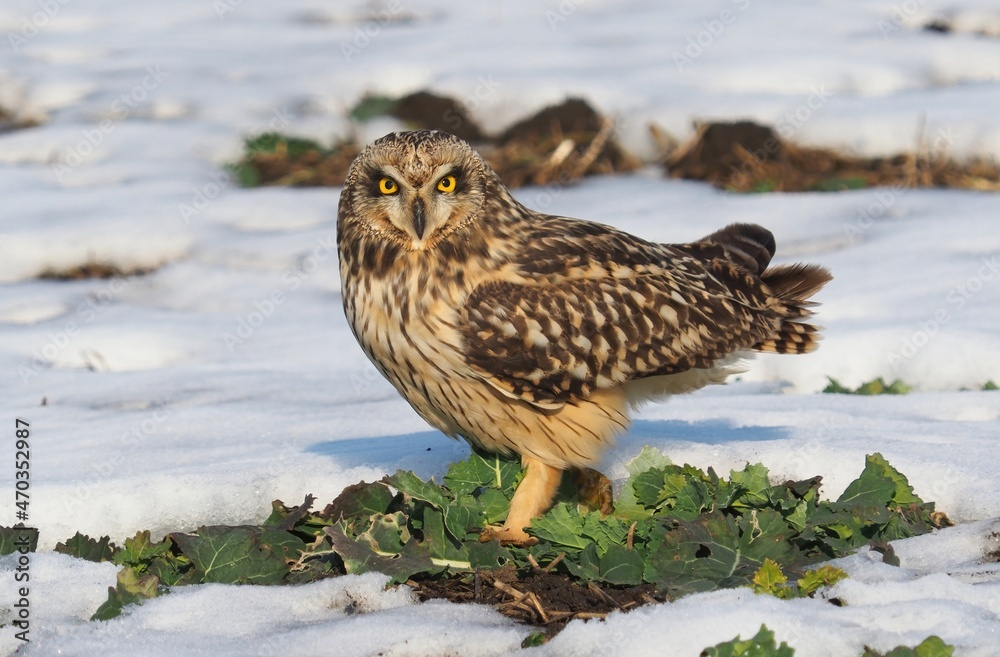 Fototapeta premium short-eared owl (Asio flammeus)