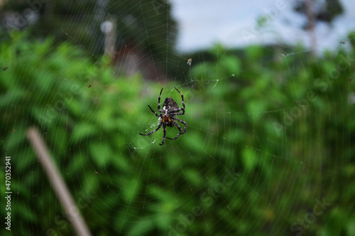 Close up of spider on web against the plants in garden