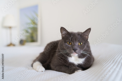 Wallpaper Mural Beautiful short hair black cat resting and lying on white blanket on bed at home, looking at camera, blurred background.  Torontodigital.ca