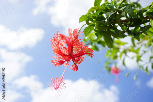 フウリンブッソウゲ　ハイビスカスのクローズアップ