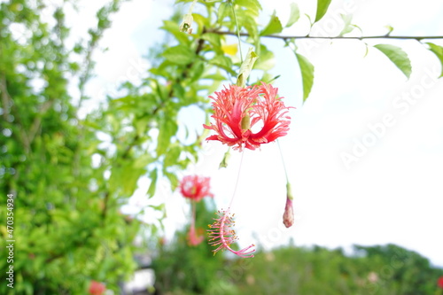 軽やかないでたち　ハイビスカス