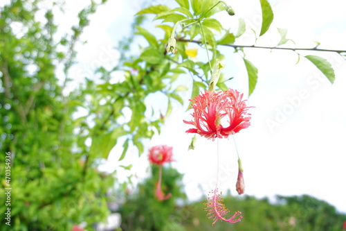 フウリンブッソウゲたち