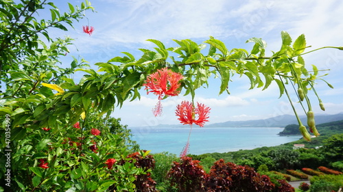 海に生えるフウリンブッソウゲ　ハイビスカス