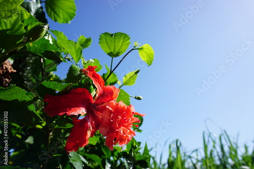 青空とハイビスカス